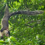 1920-khushboo-jain-grizzled-squirrel2