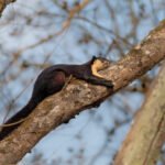 1920-shreya-singha-roy-20190411097981-1-1